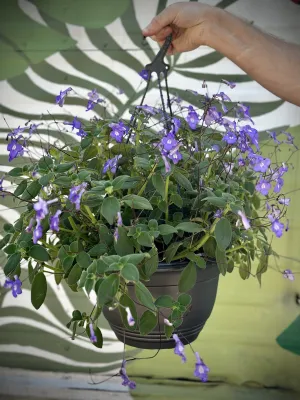 Streptocarpus caulescens 'Nodding Violet'